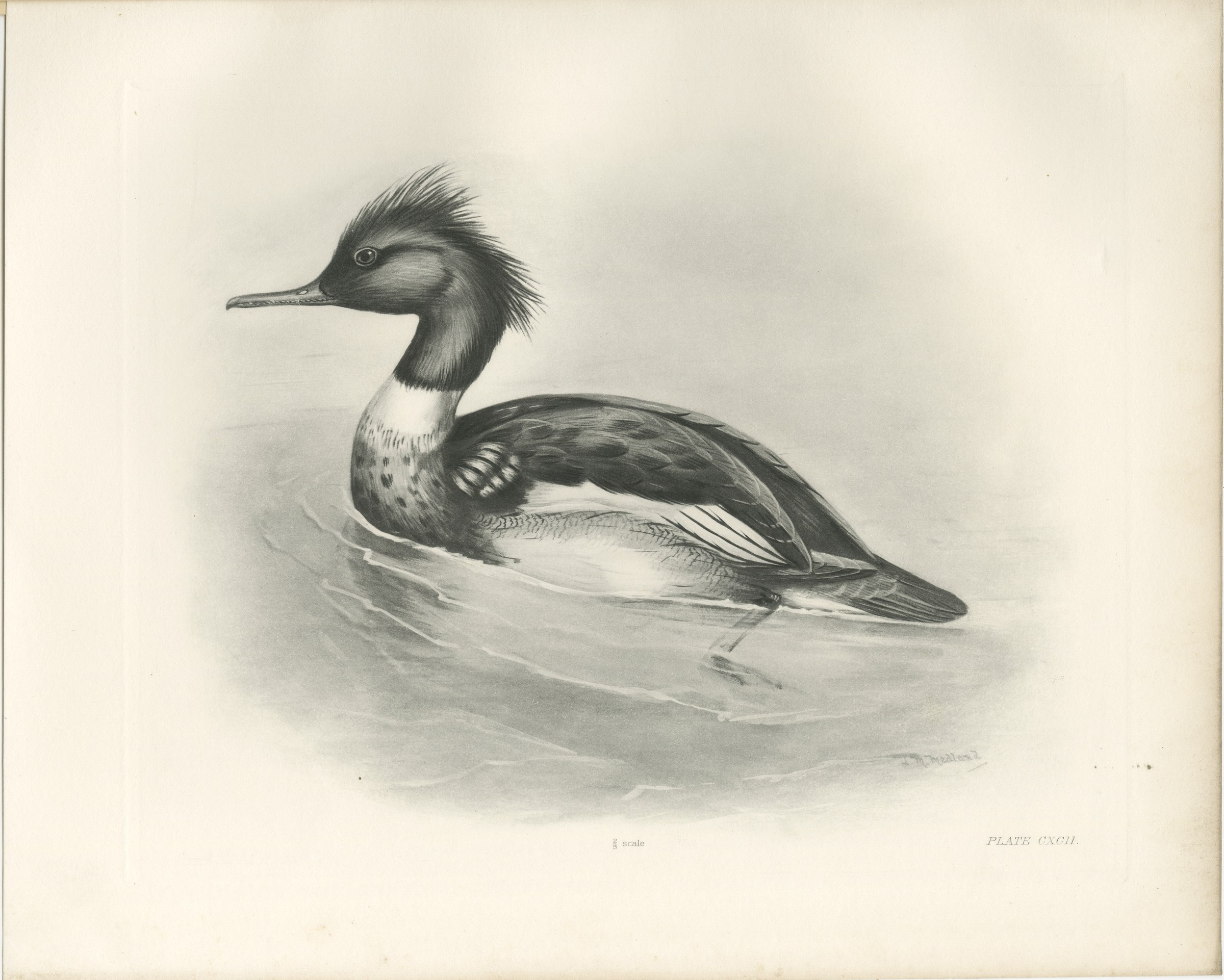 Red-Breasted Merganser, Antique Bird Print after Lilian Medland, circa 1909