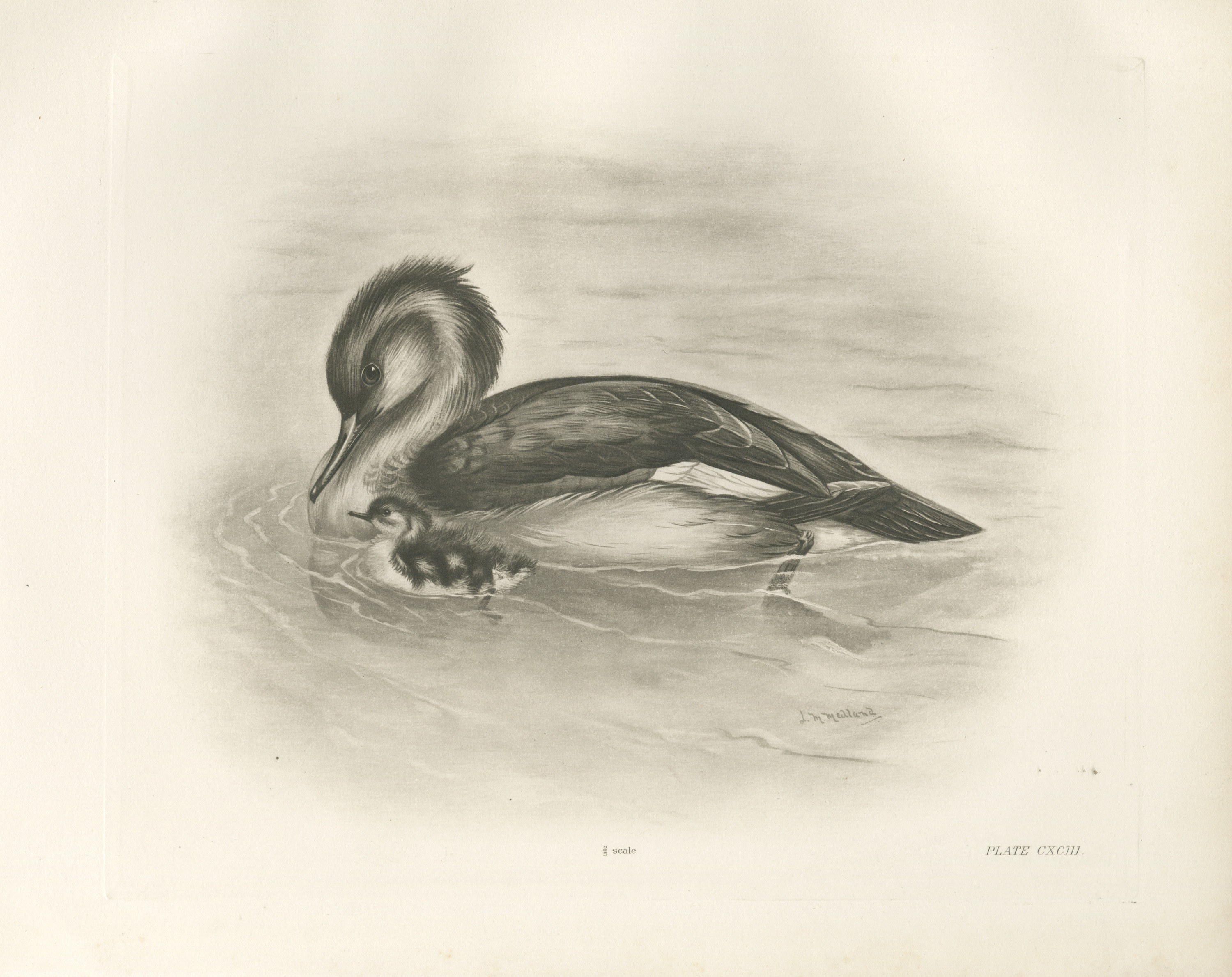 Red-breasted Merganser Duck with Downy Young after Lilian Medland, c. 1909
