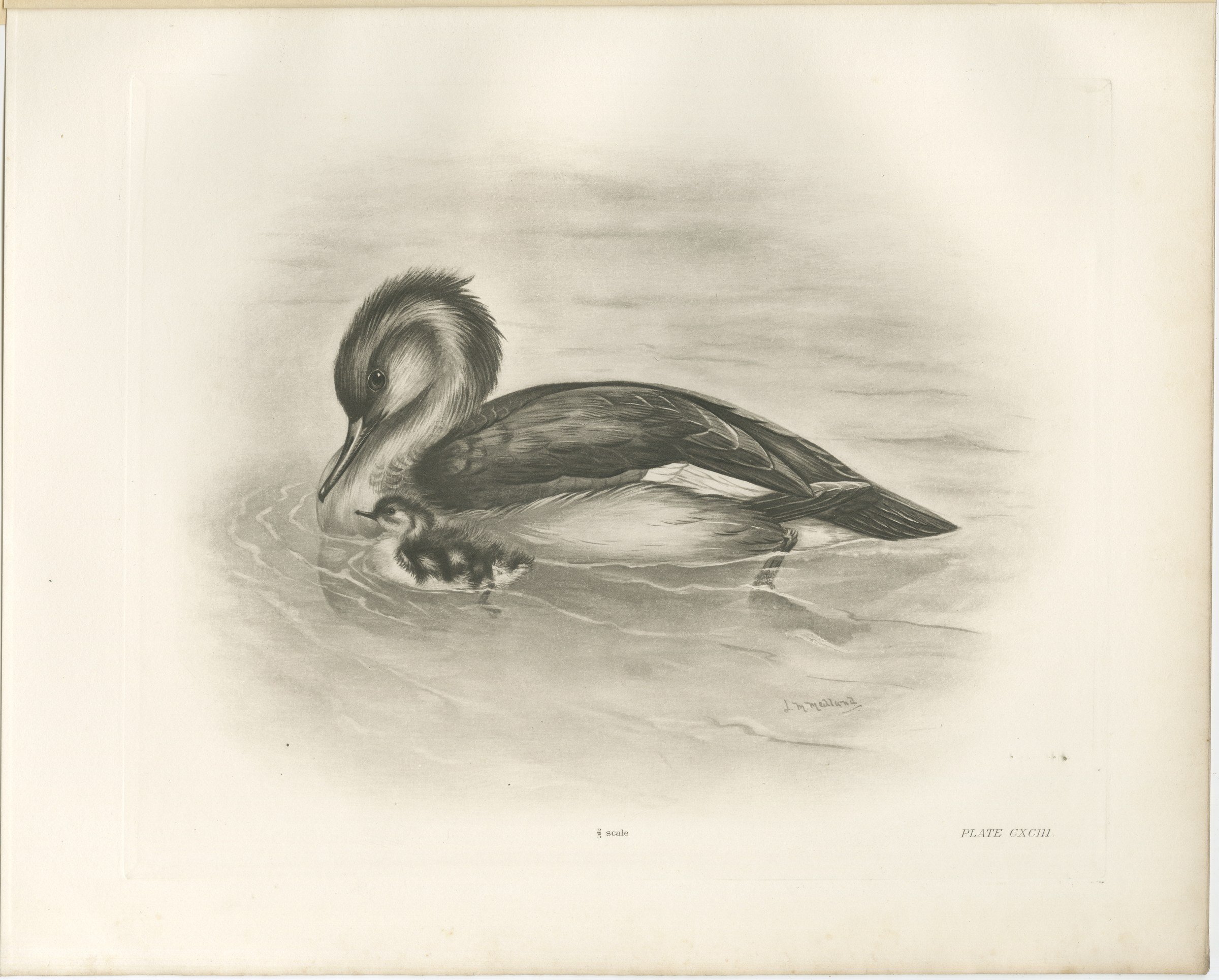 Merganser and Young, Antique Bird Print after Lilian Medland, circa 1909