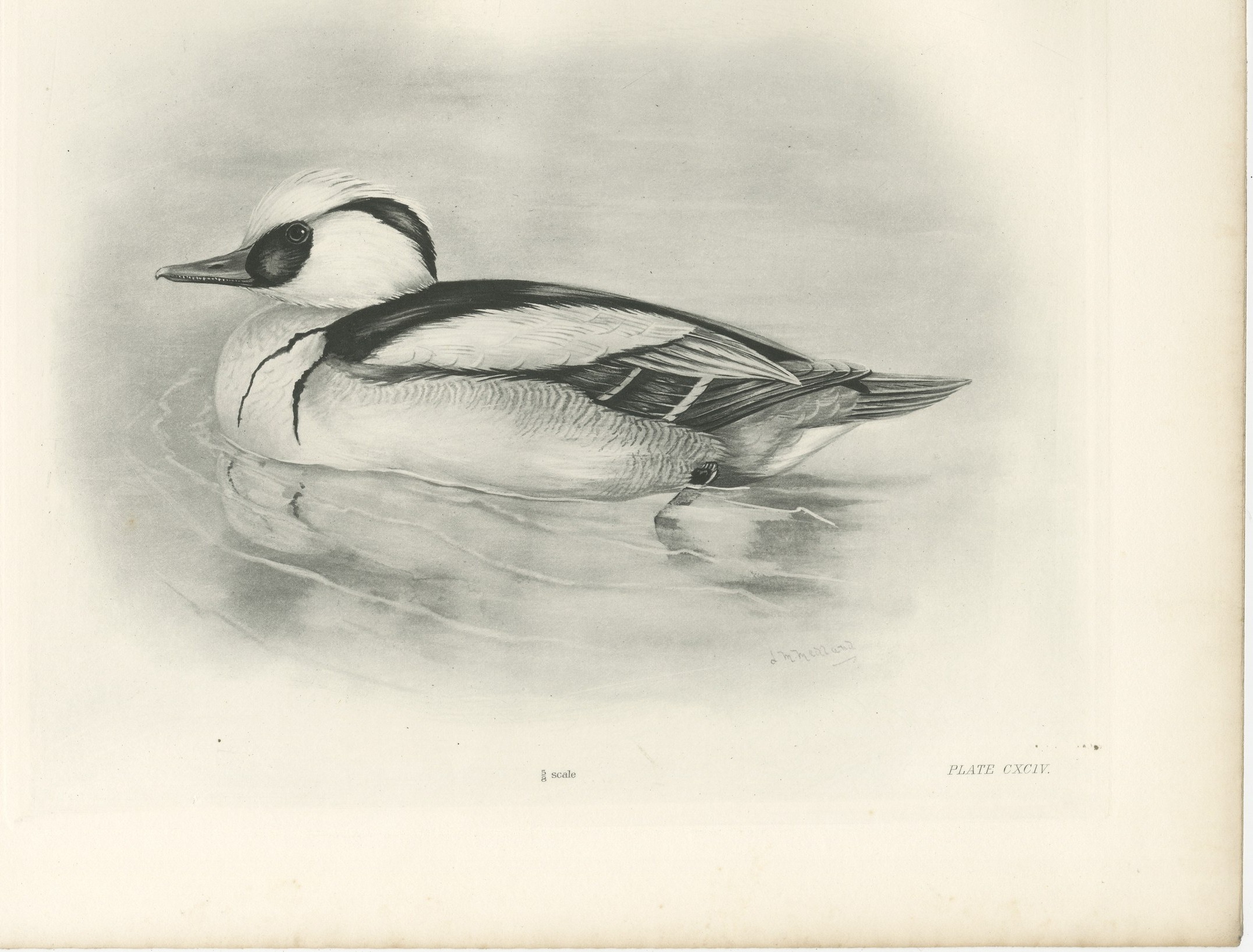 Smew, Antique Bird Print after Lilian Medland, circa 1909