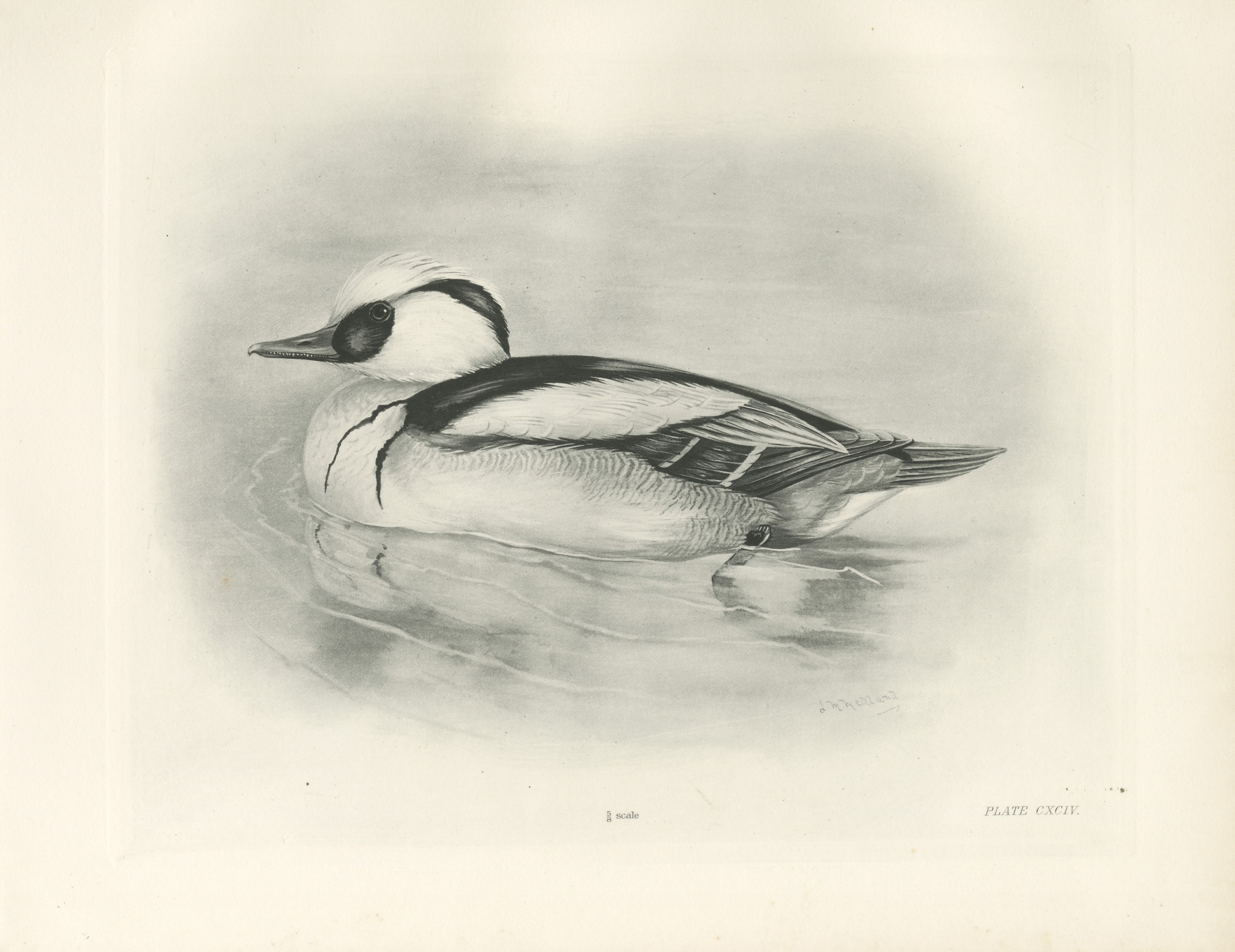 Smew Drake Swimming, Plate CXCIV after Lilian Medland, c. 1909