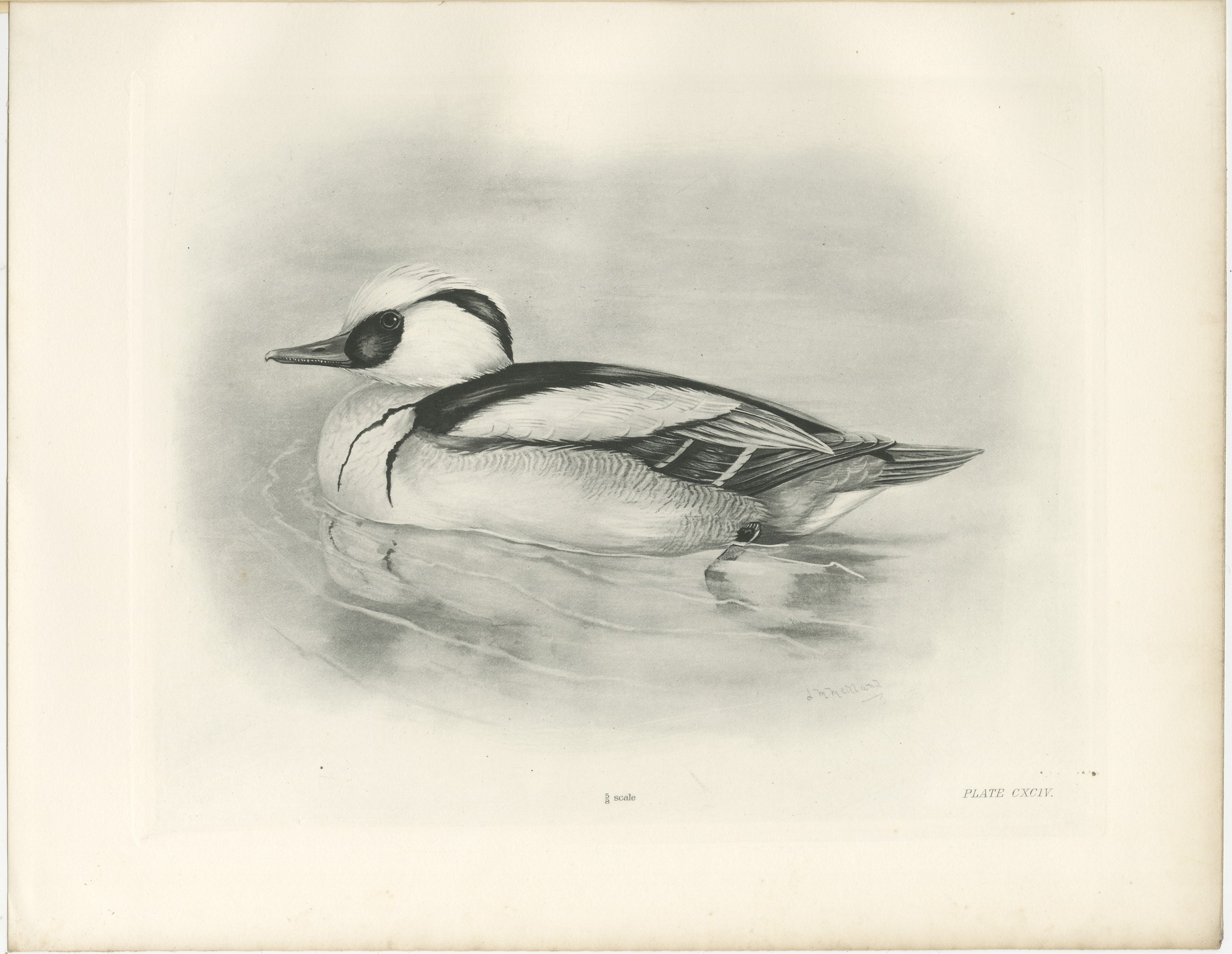 Smew, Antique Bird Print after Lilian Medland, circa 1909