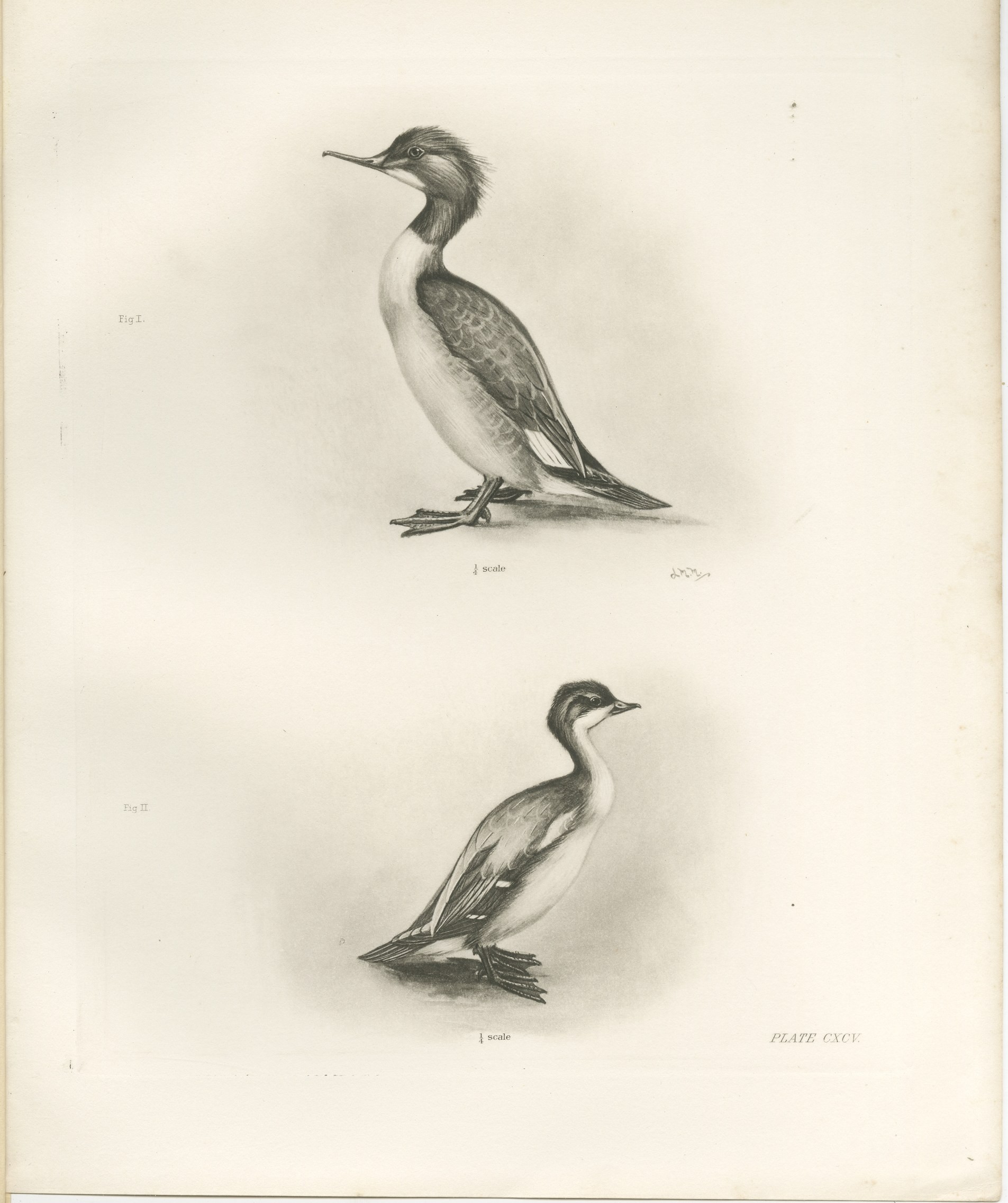 The Goosander and Smew, Antique Photogravure after Lilian Medland, circa 1908