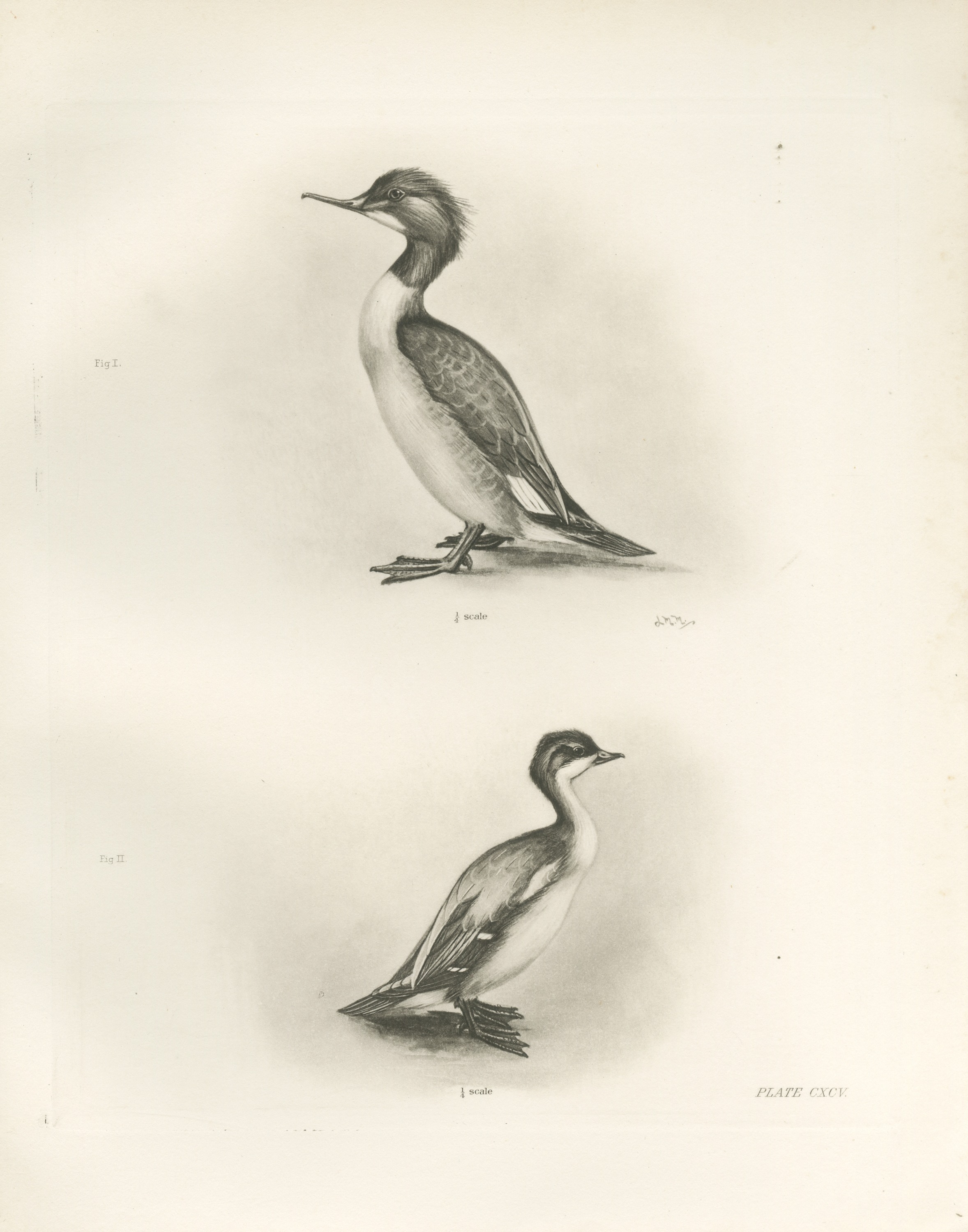 Female Goosander and Female Smew, Plate CXCV after Lilian Medland, c. 1909