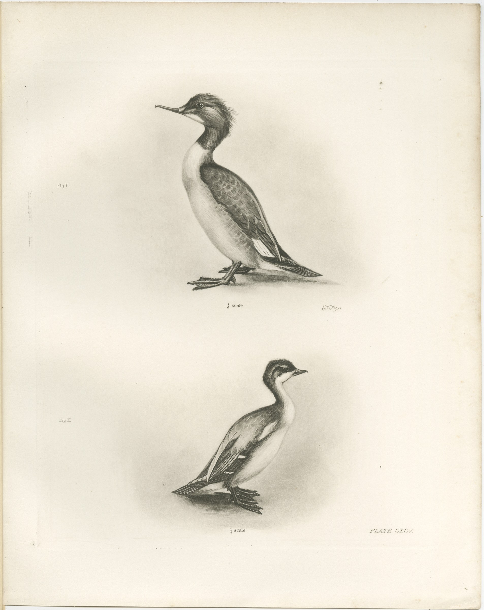 The Goosander and Smew, Antique Photogravure after Lilian Medland, circa 1908