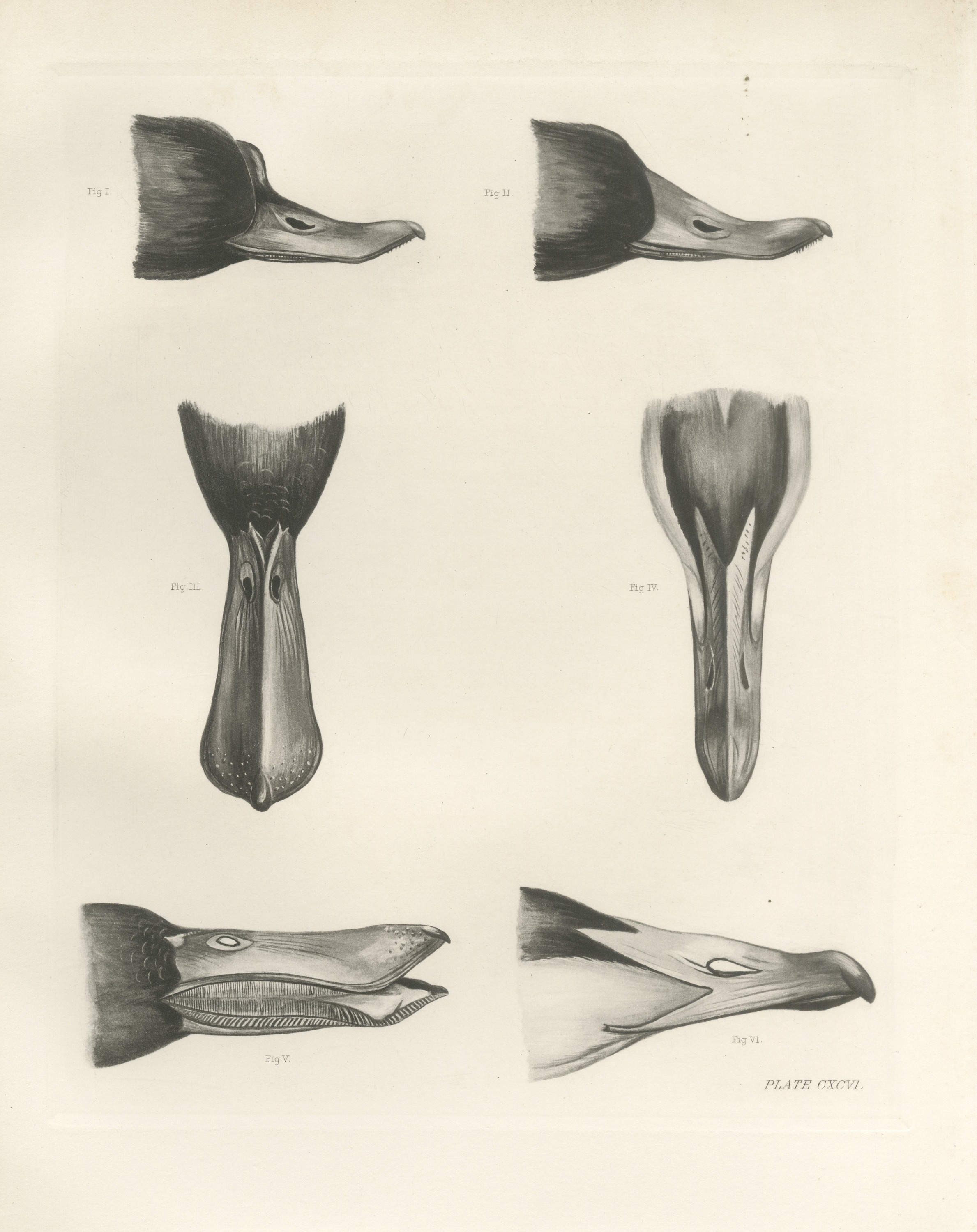 Six Studies of Duck Heads and Bills, Plate CXCVI after Lilian Medland, c. 1909