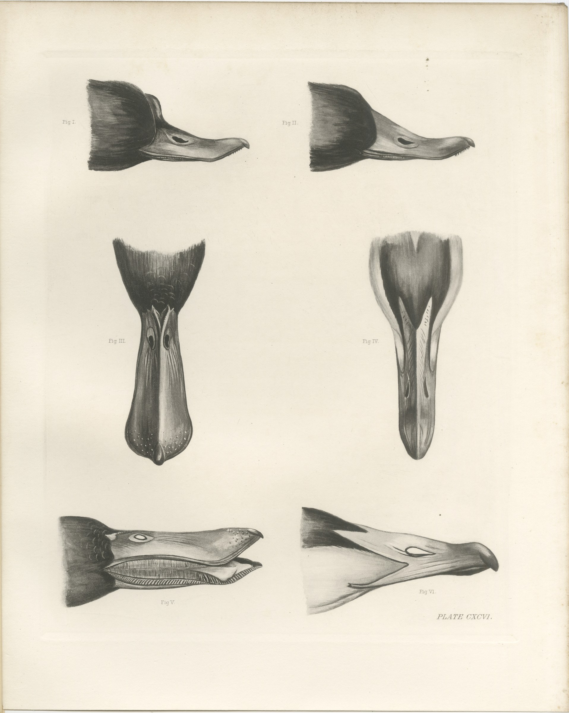 Bills and Feet of the Wildfowl, circa 1909
