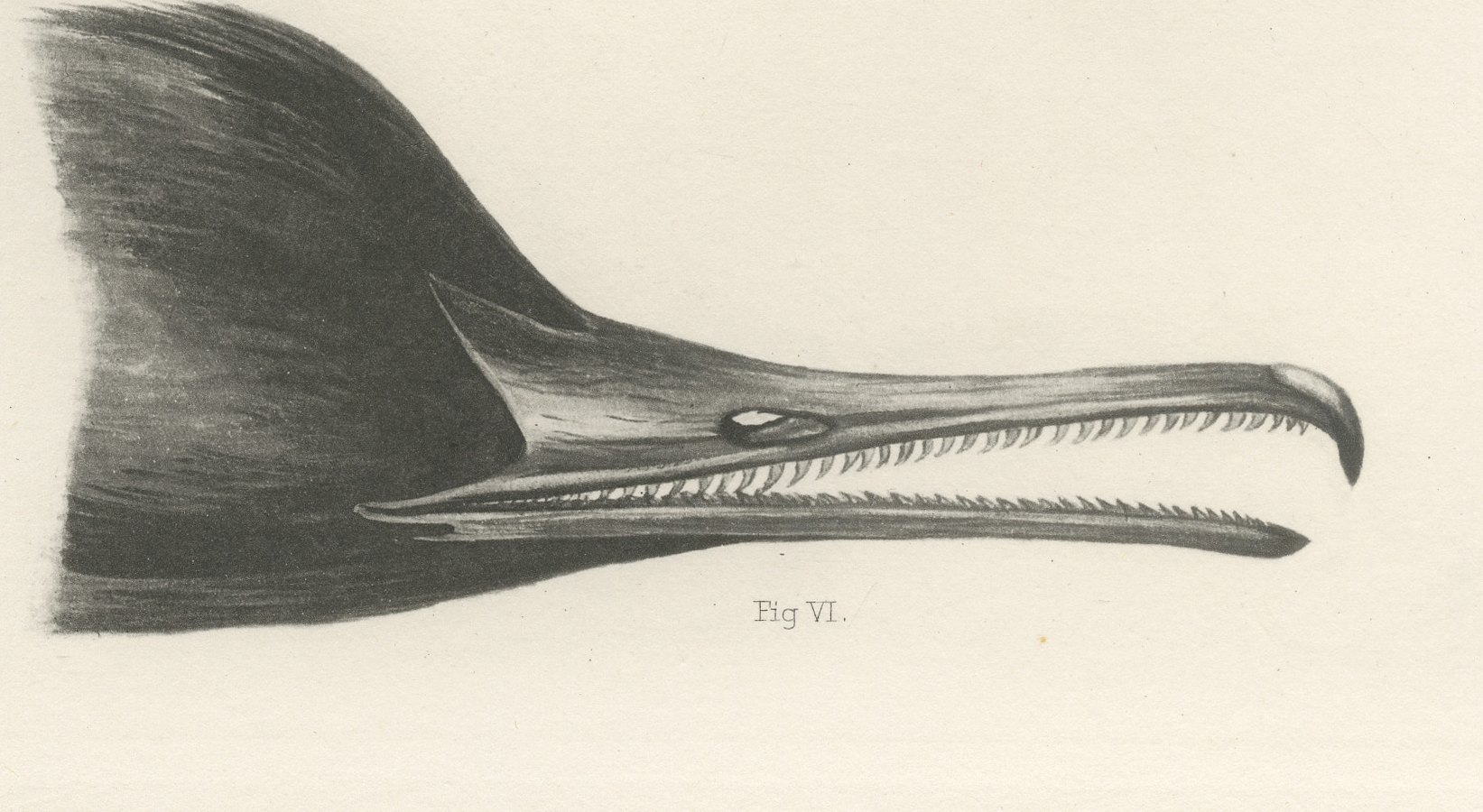 Bills of the Sawbills and Sea Ducks, circa 1909, view 3