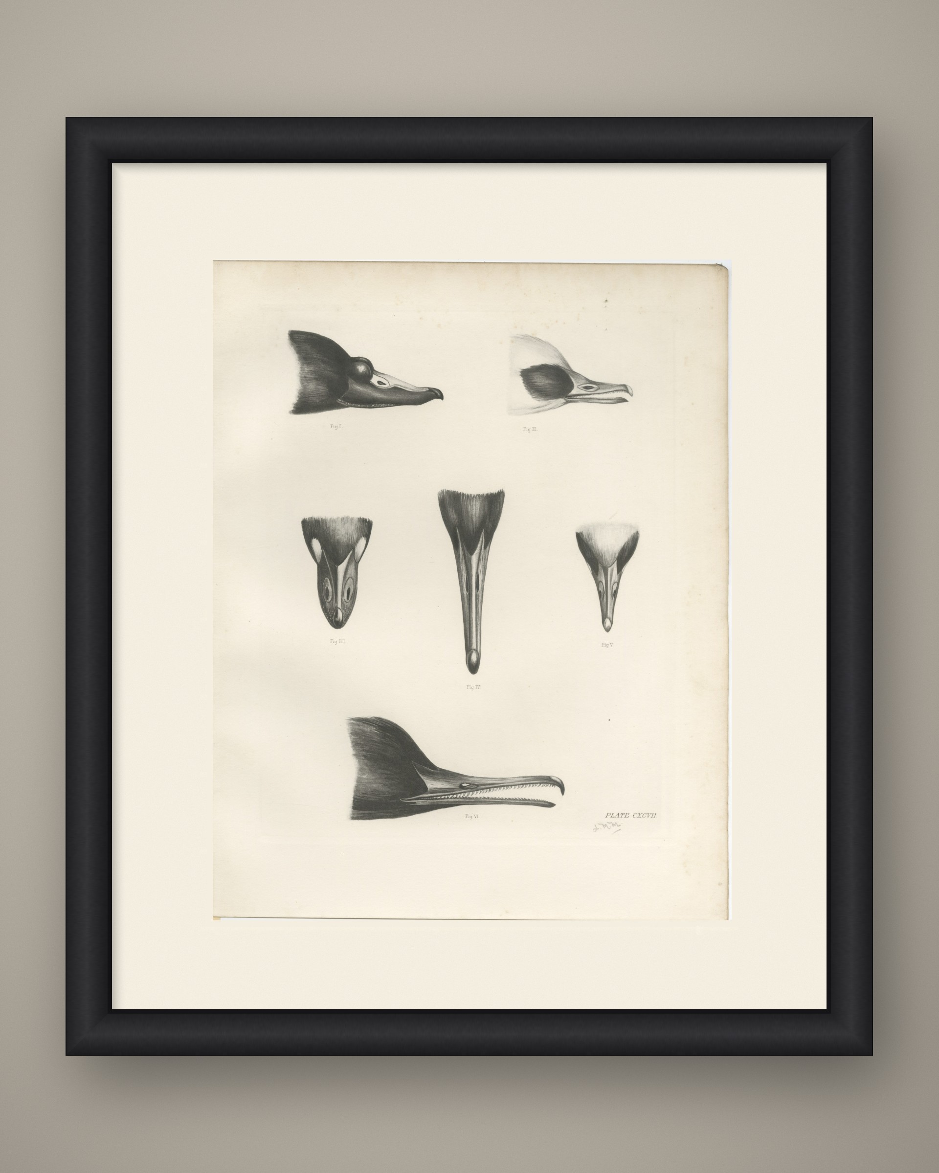 Bills of the Sawbills and Sea Ducks, circa 1909, view 2
