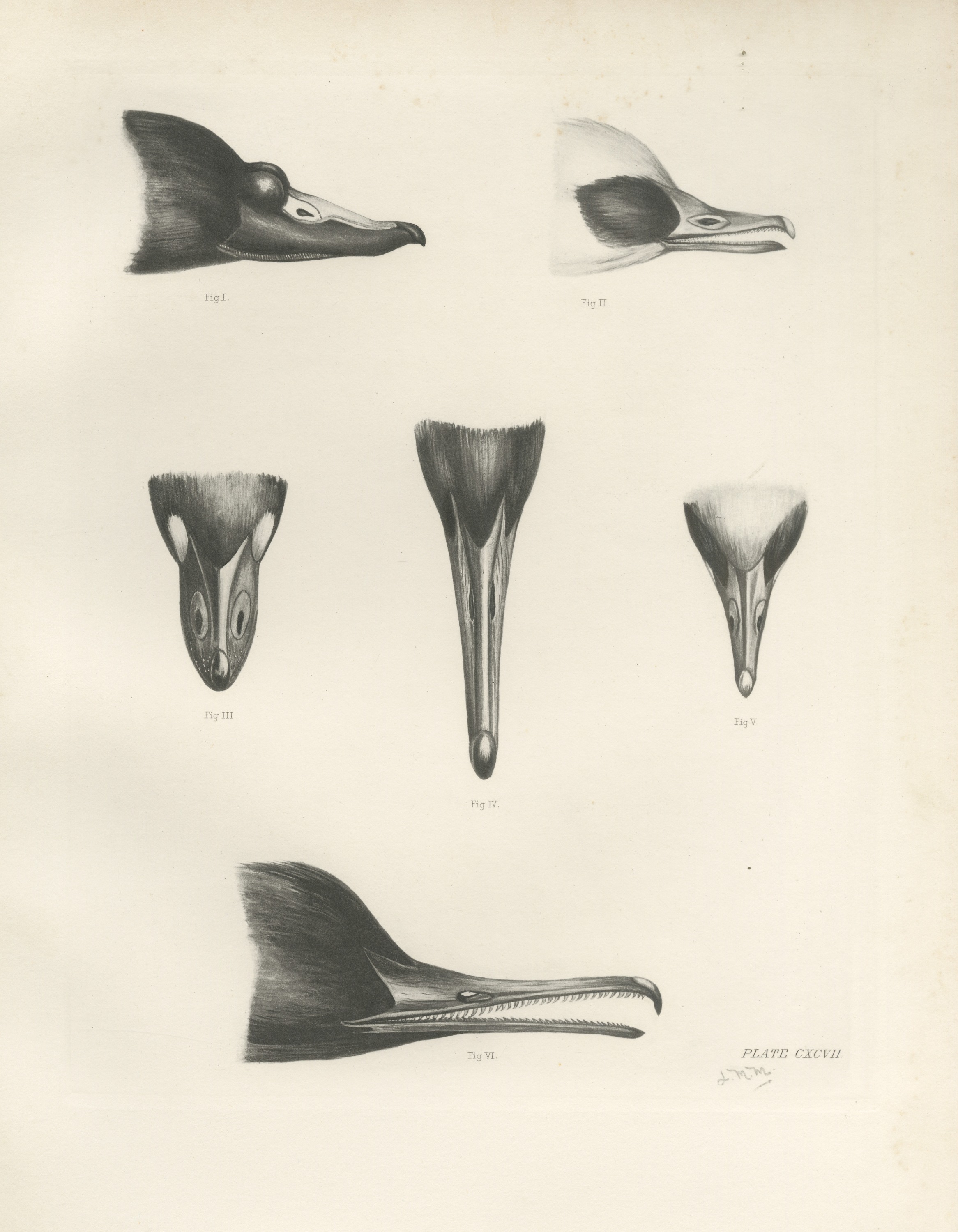 Six Studies of Duck and Sawbill Heads and Bills after Lilian Medland, c. 1909