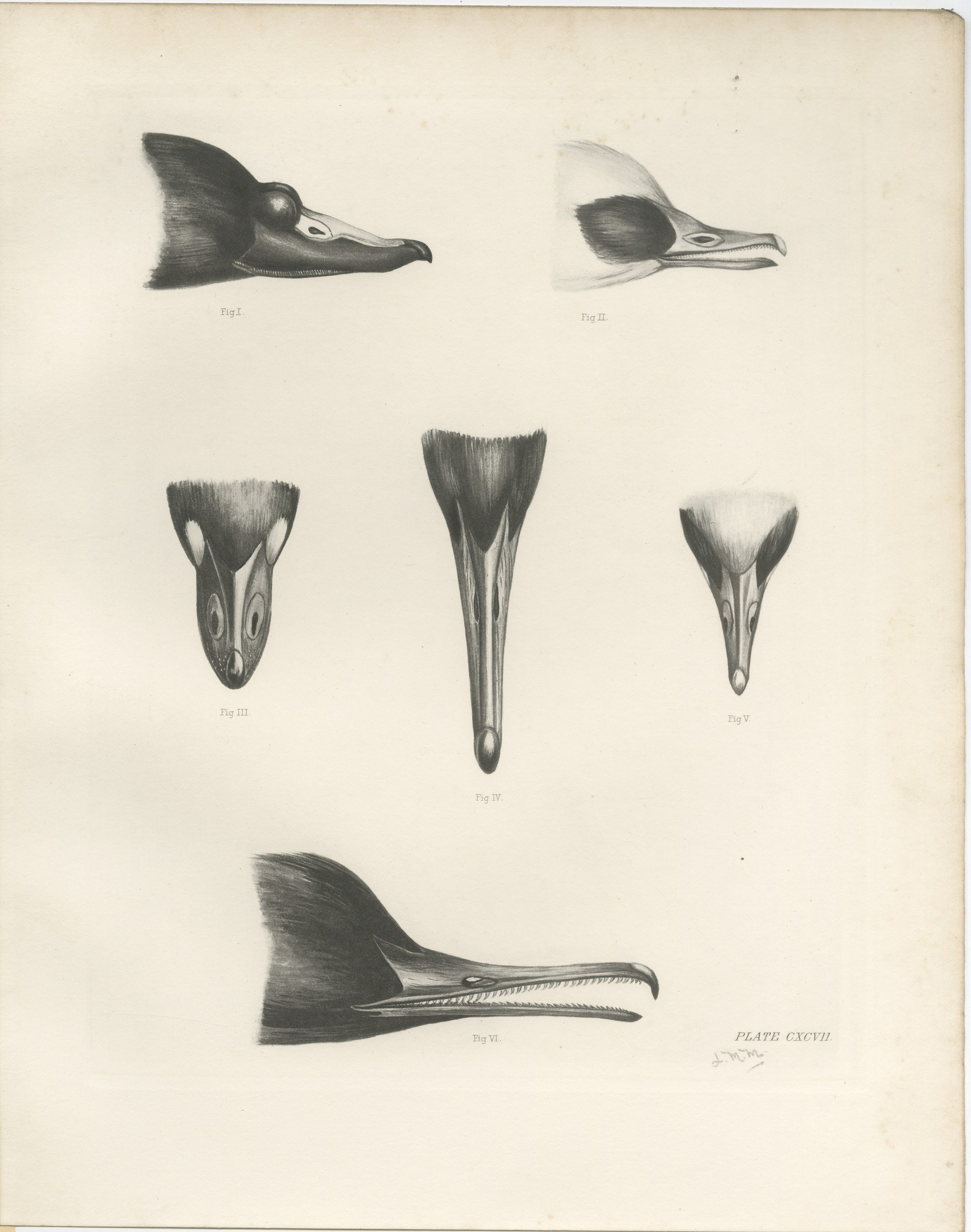 Bills of the Sawbills and Sea Ducks, circa 1909