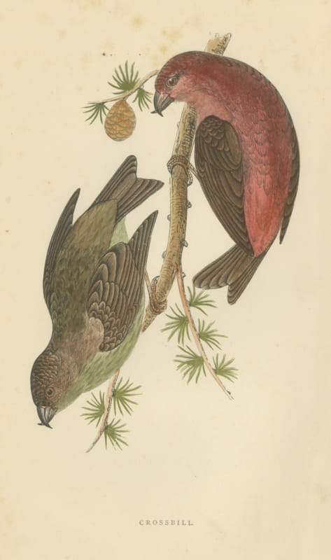 Crossbill Pair on a Larch Branch, Hand Colored Bird Print, Morris, 1896