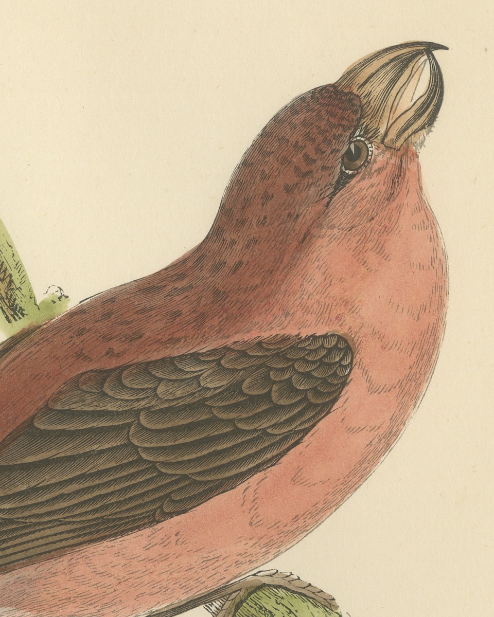 Parrot Crossbill on a Broken Branch, Antique Bird Print, Morris, 1896