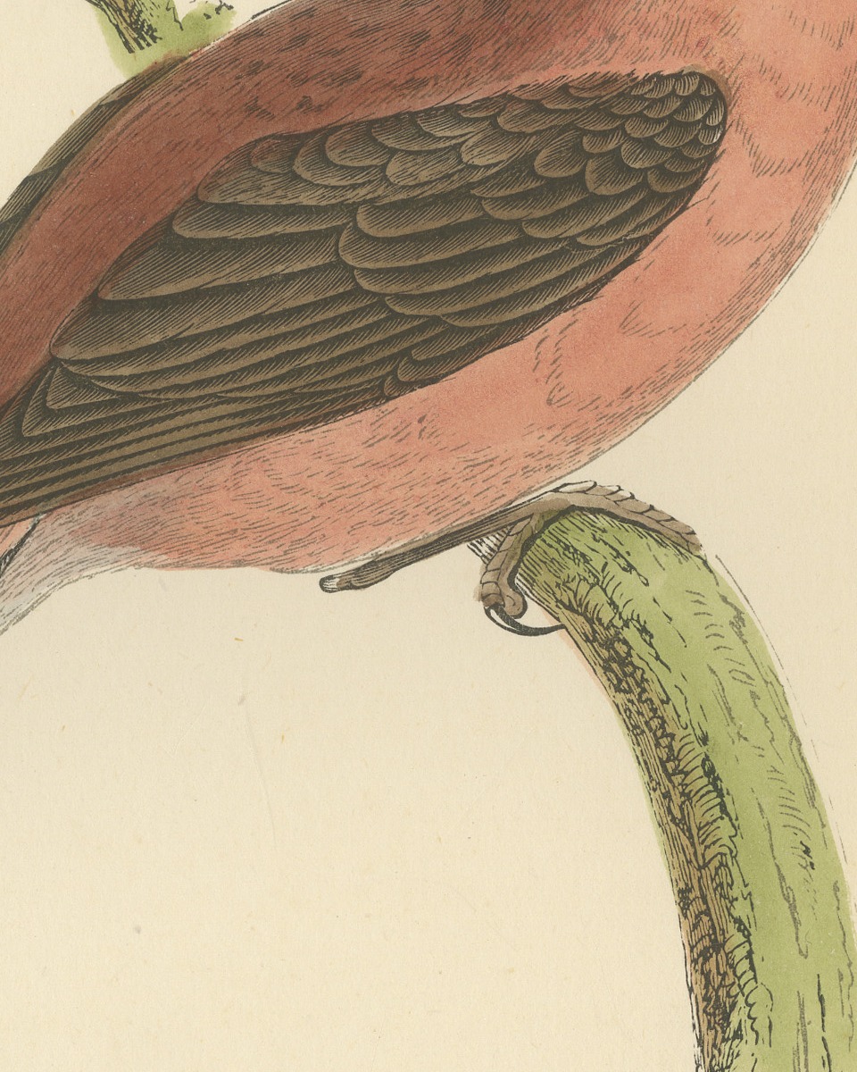 Parrot Crossbill on a Broken Branch, Antique Bird Print, Morris, 1896