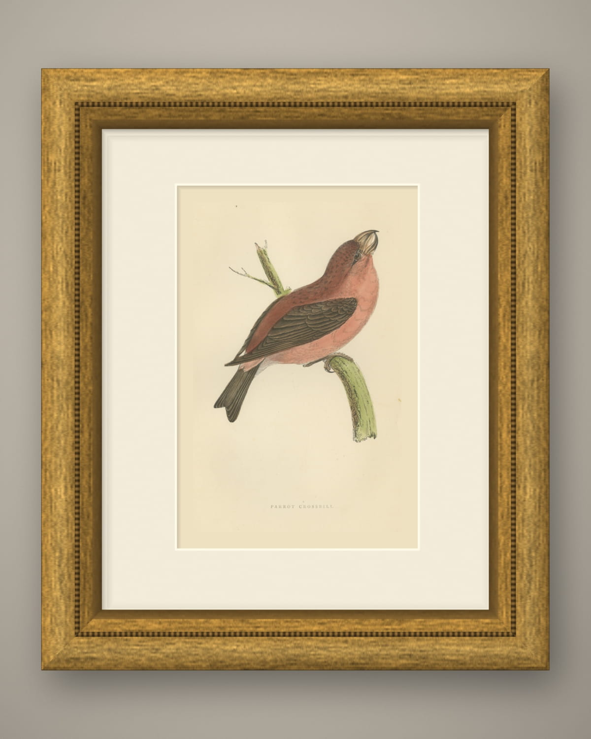 Parrot Crossbill on a Broken Branch, Antique Bird Print, Morris, 1896