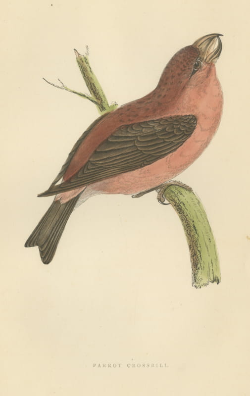 Parrot Crossbill on a Broken Branch, Antique Bird Print, Morris, 1896