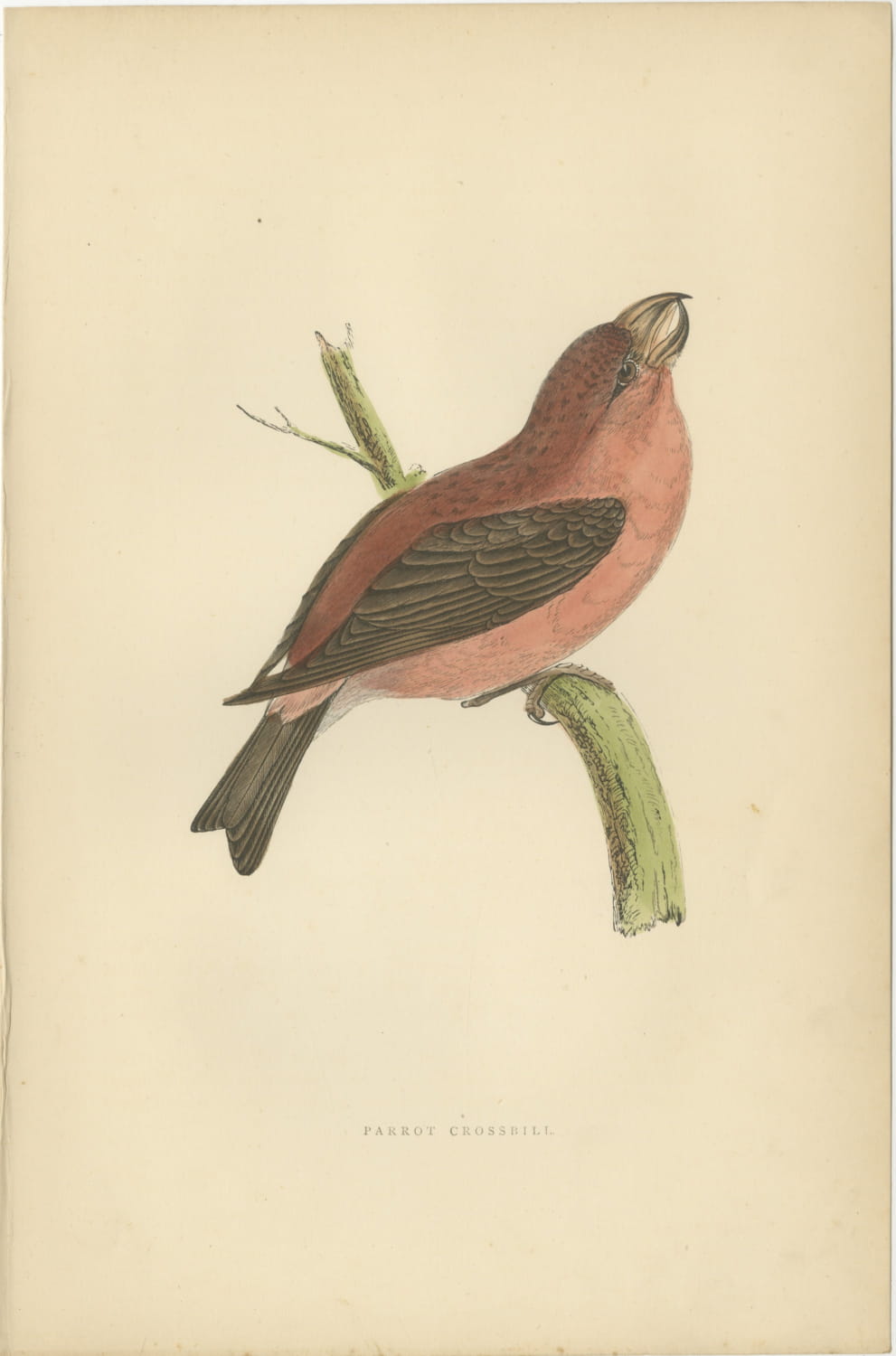 Parrot Crossbill on a Broken Branch, Antique Bird Print, Morris, 1896