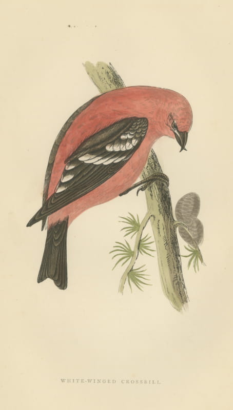 White Winged Crossbill with Larch Cones, Hand Colored Bird Print, 1896