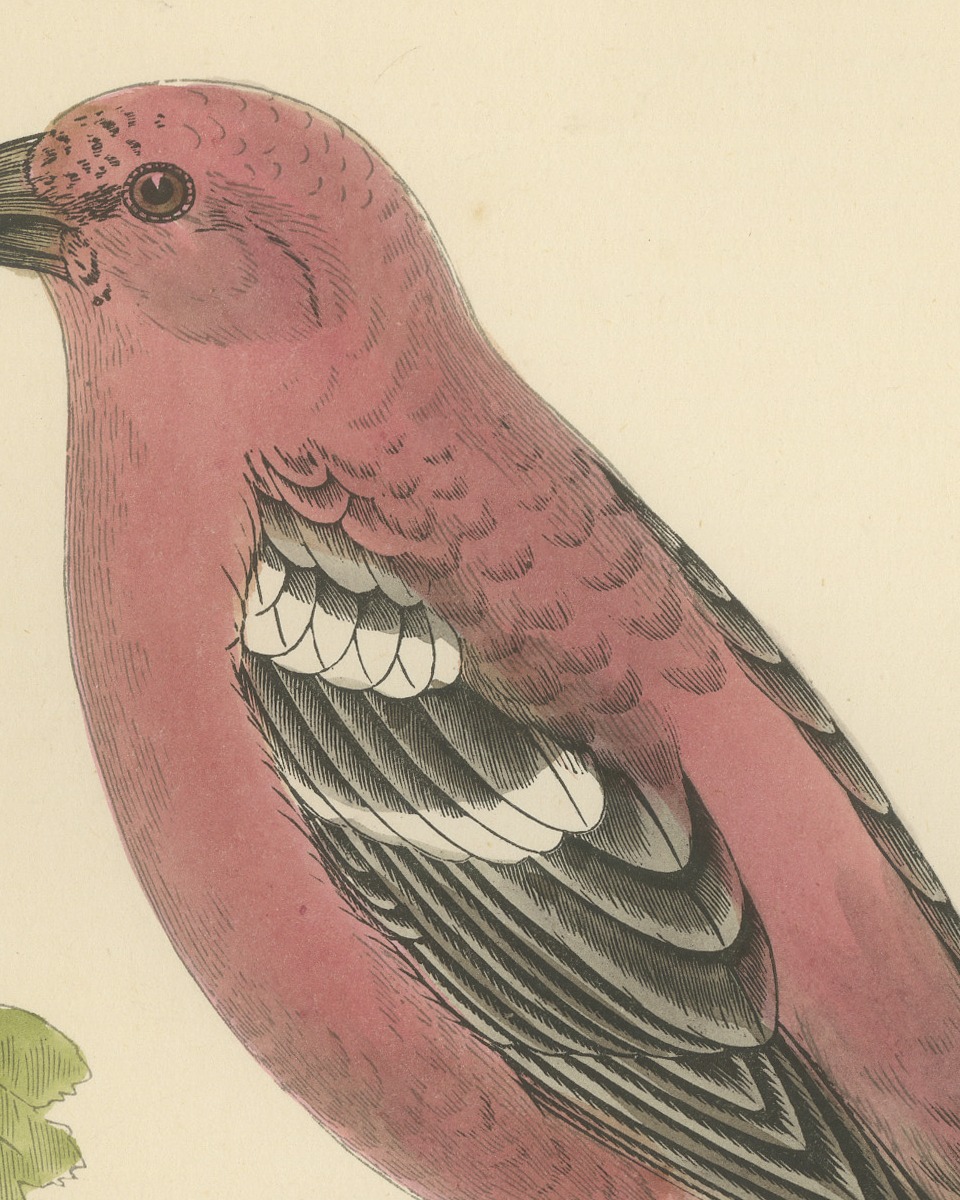 Two Barred Crossbill on a Leafy Branch, Morris Bird Plate, 1896
