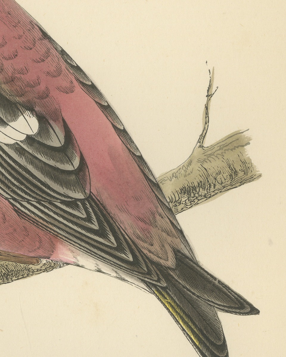 Two Barred Crossbill on a Leafy Branch, Morris Bird Plate, 1896