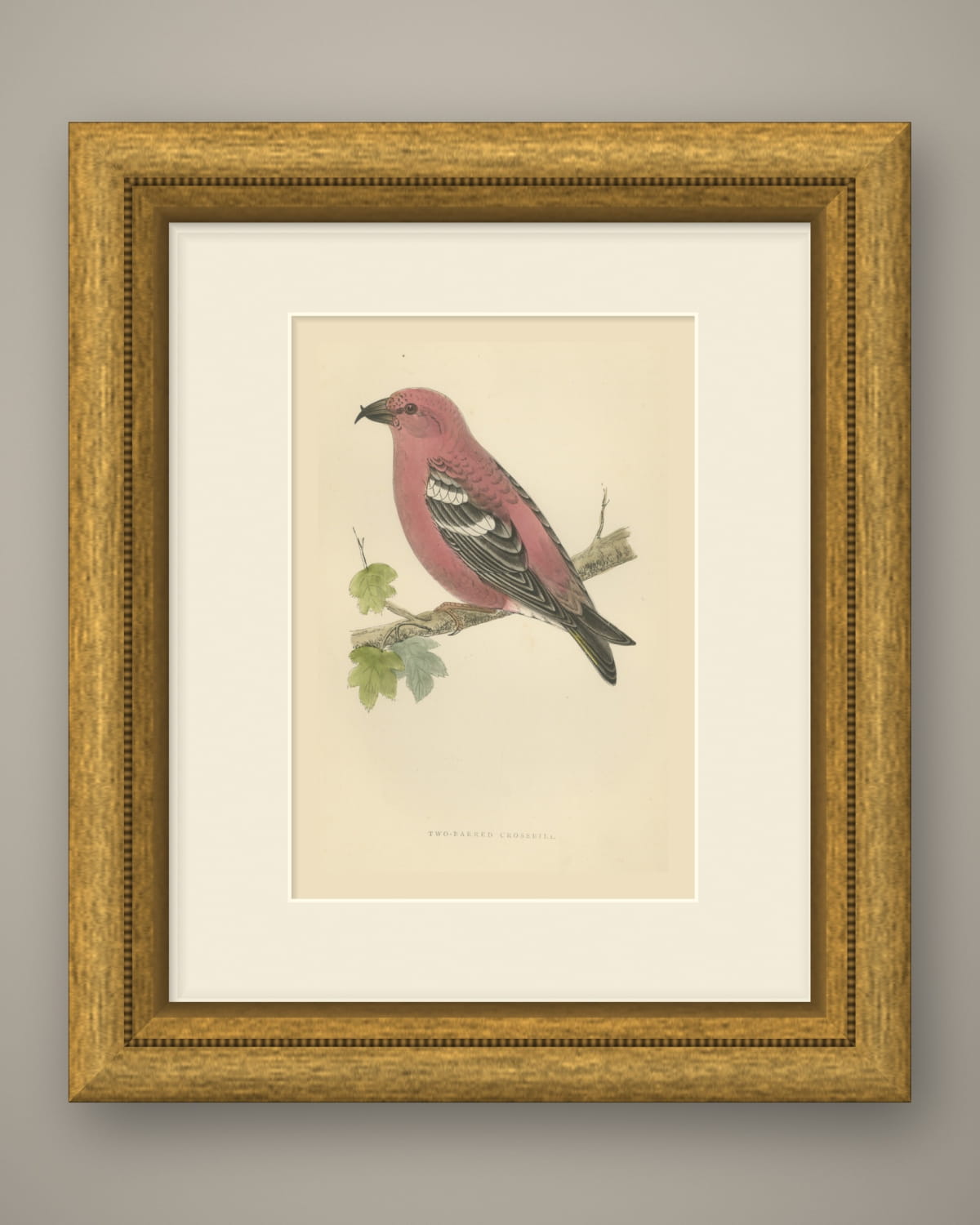 Two Barred Crossbill on a Leafy Branch, Morris Bird Plate, 1896