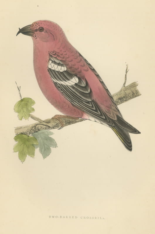 Two Barred Crossbill on a Leafy Branch, Morris Bird Plate, 1896
