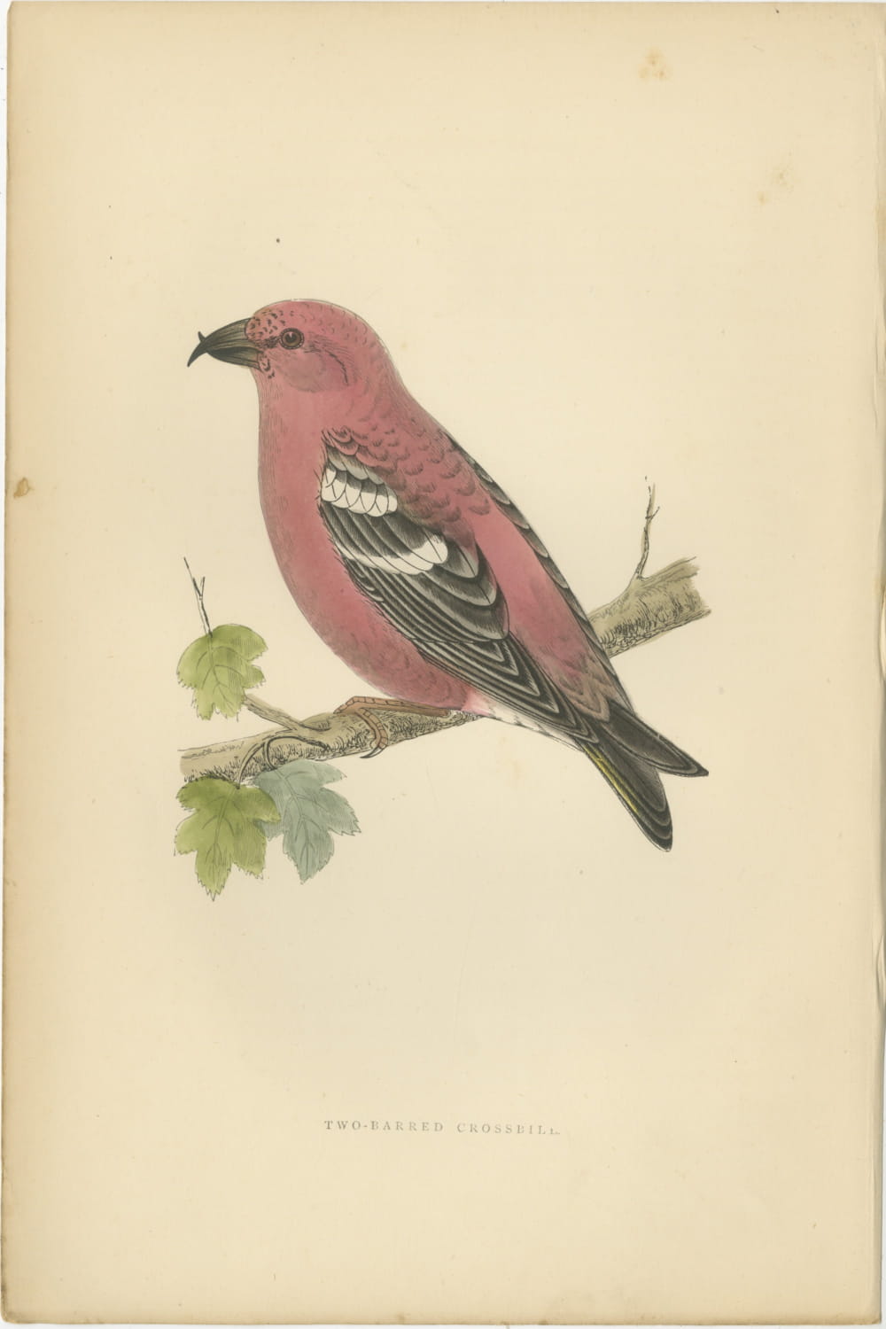 Two Barred Crossbill on a Leafy Branch, Morris Bird Plate, 1896