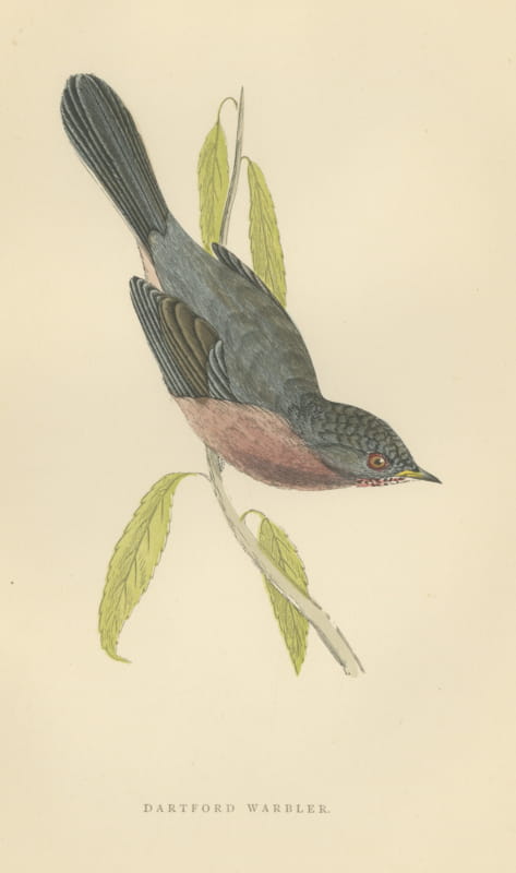 Dartford Warbler Clinging Head Down, Antique Hand Colored Print, Morris, 1896