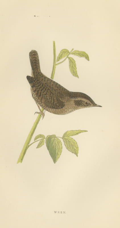 Wren with Cocked Tail on a Green Stem, Hand Colored Bird Print, Morris, 1896