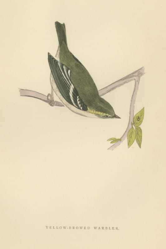 Yellow Browed Warbler Hanging from a Forked Twig, Antique Print, Morris, 1896