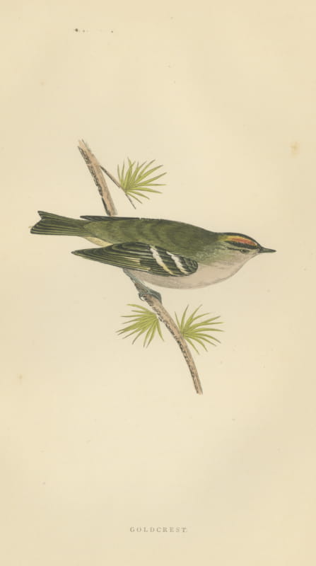 Goldcrest on a Conifer Twig, Hand Colored Bird Print, Morris, 1896