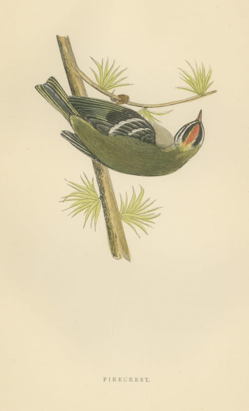 Firecrest Hanging Upside Down from a Conifer Twig, Bird Print, Morris, 1896