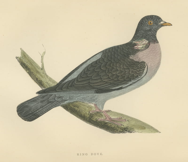 Ring Dove or Wood Pigeon on a Mossy Bough, Hand Colored Print, Morris, 1896