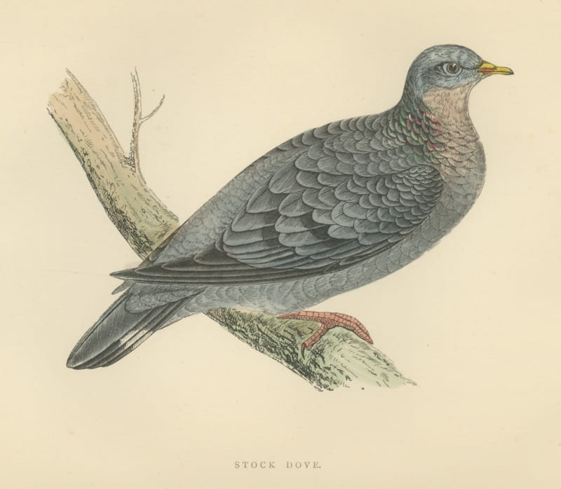 Stock Dove Perched on a Forked Bough, Antique Bird Print, Morris, 1896