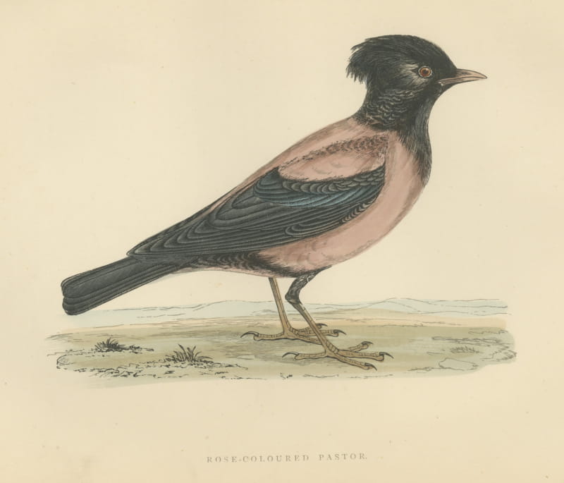 Rose Colored Pastor or Rosy Starling, Antique Hand Colored Print, 1896