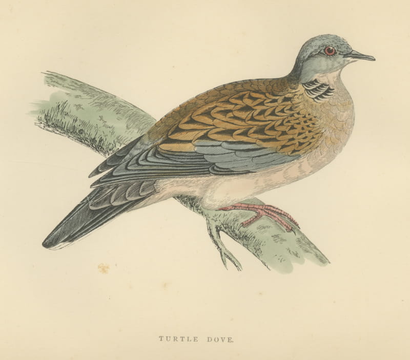 Turtle Dove on a Mossy Bough, Antique Hand Colored Bird Print, Morris, 1896