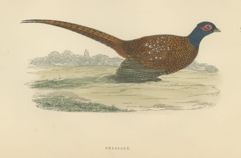 Pheasant in an Open Field with Trees, Hand Colored Game Bird Print, 1896