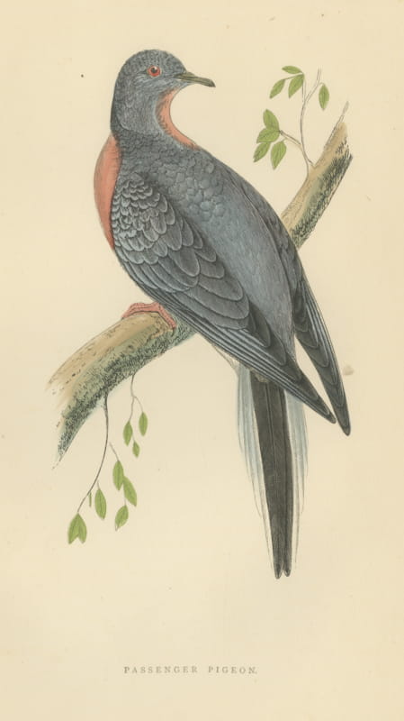 Passenger Pigeon on a Mossy Branch, Hand Colored Bird Print, Morris, 1896