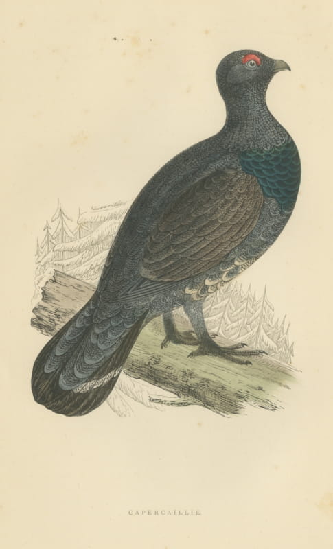 Capercaillie on a Fallen Log in Snowy Pines, Antique Bird Print, Morris, 1896