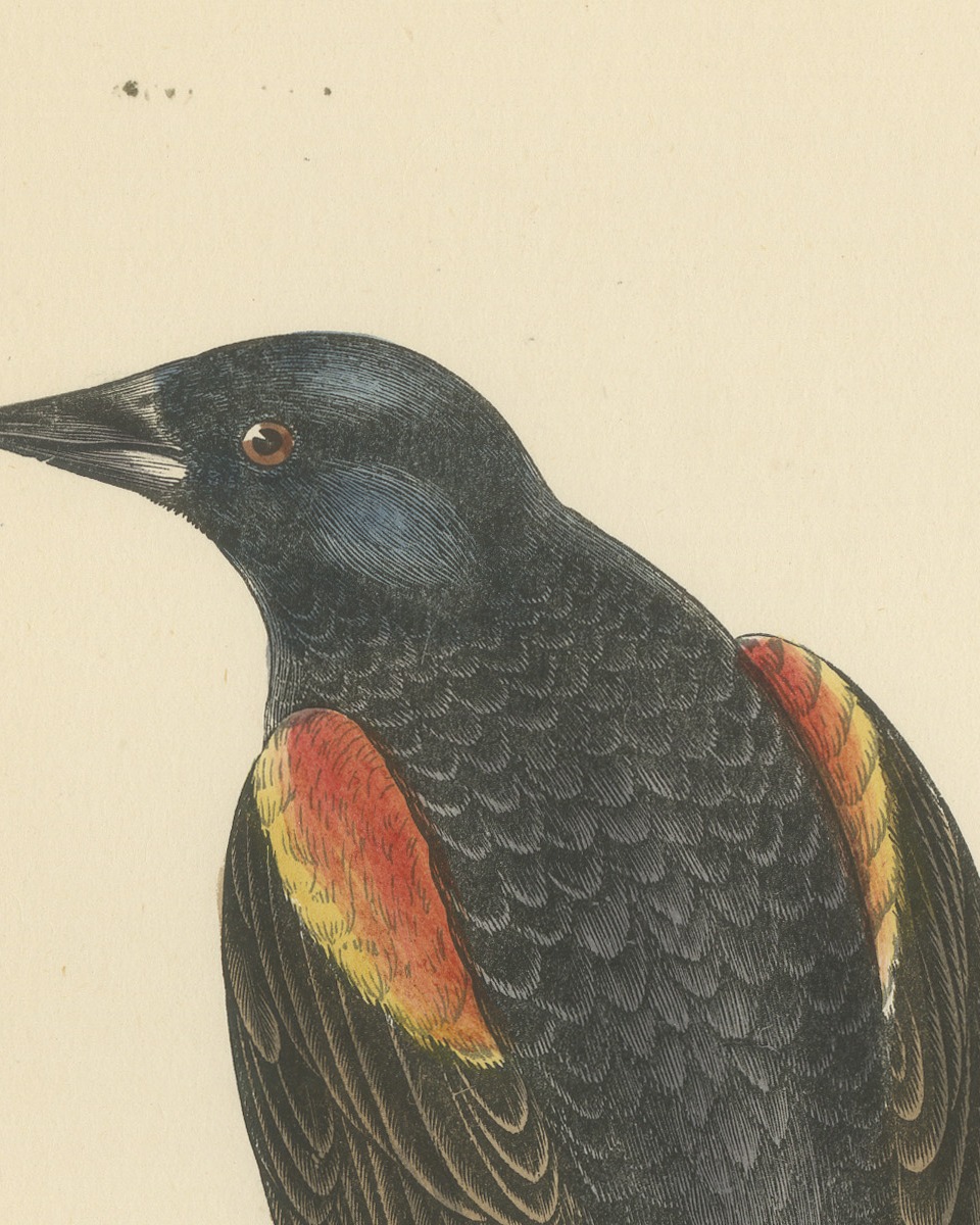 Red Winged Starling or Red Winged Blackbird, Morris Bird Print, 1896