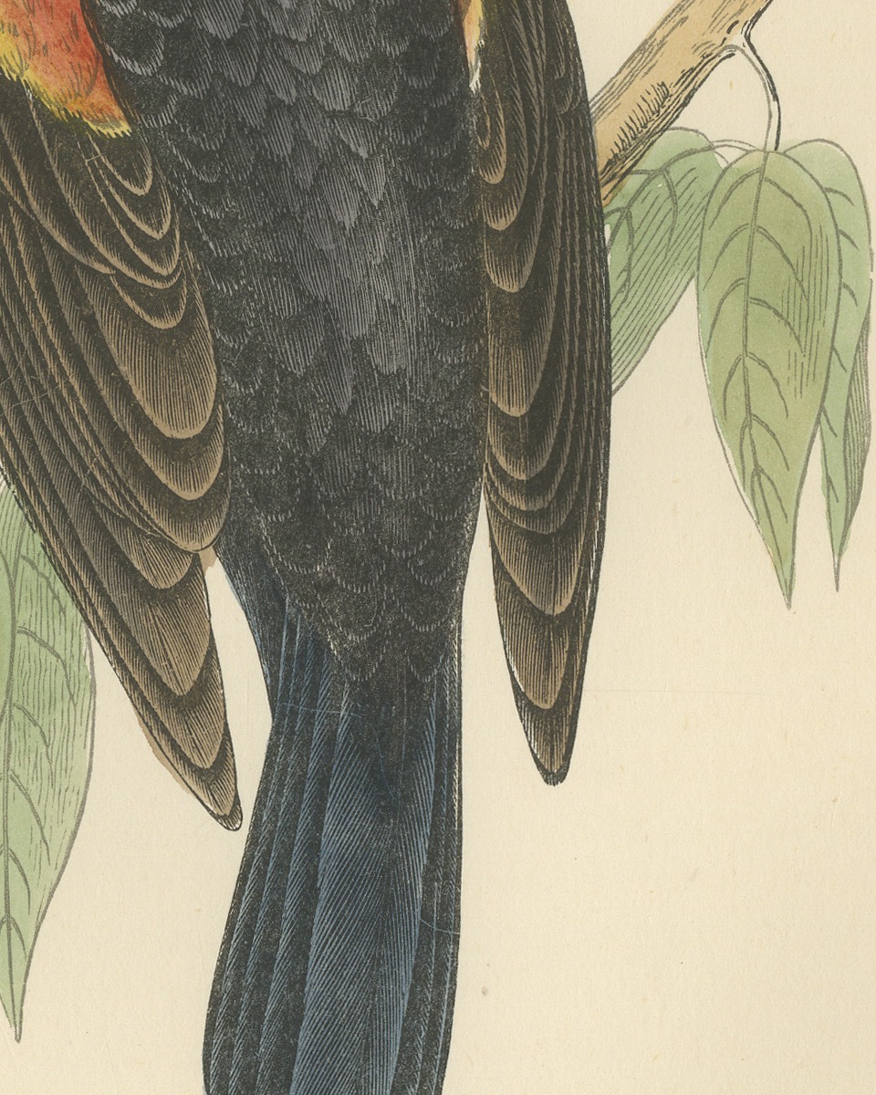 Red Winged Starling or Red Winged Blackbird, Morris Bird Print, 1896