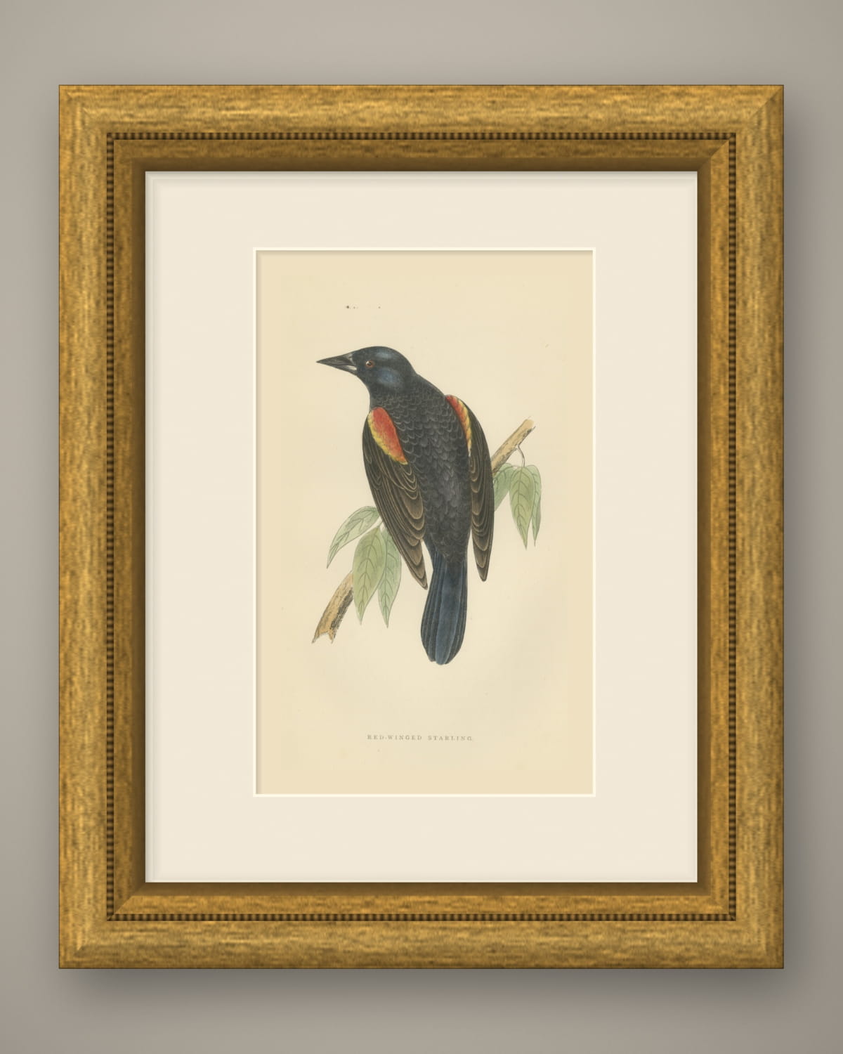 Red Winged Starling or Red Winged Blackbird, Morris Bird Print, 1896