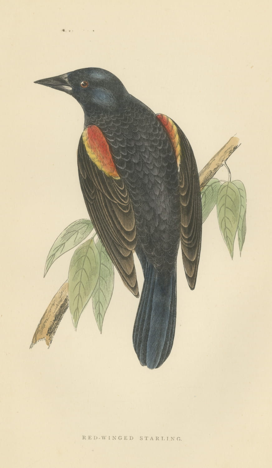 Red Winged Starling or Red Winged Blackbird, Morris Bird Print, 1896