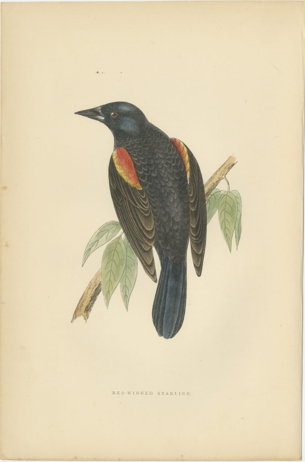 Red Winged Starling or Red Winged Blackbird, Morris Bird Print, 1896
