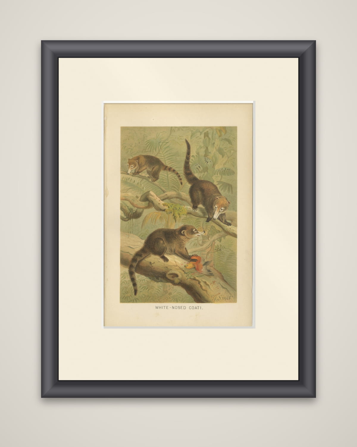 White-Nosed Coati – Antique Tropical Animal Chromolithograph, 1894