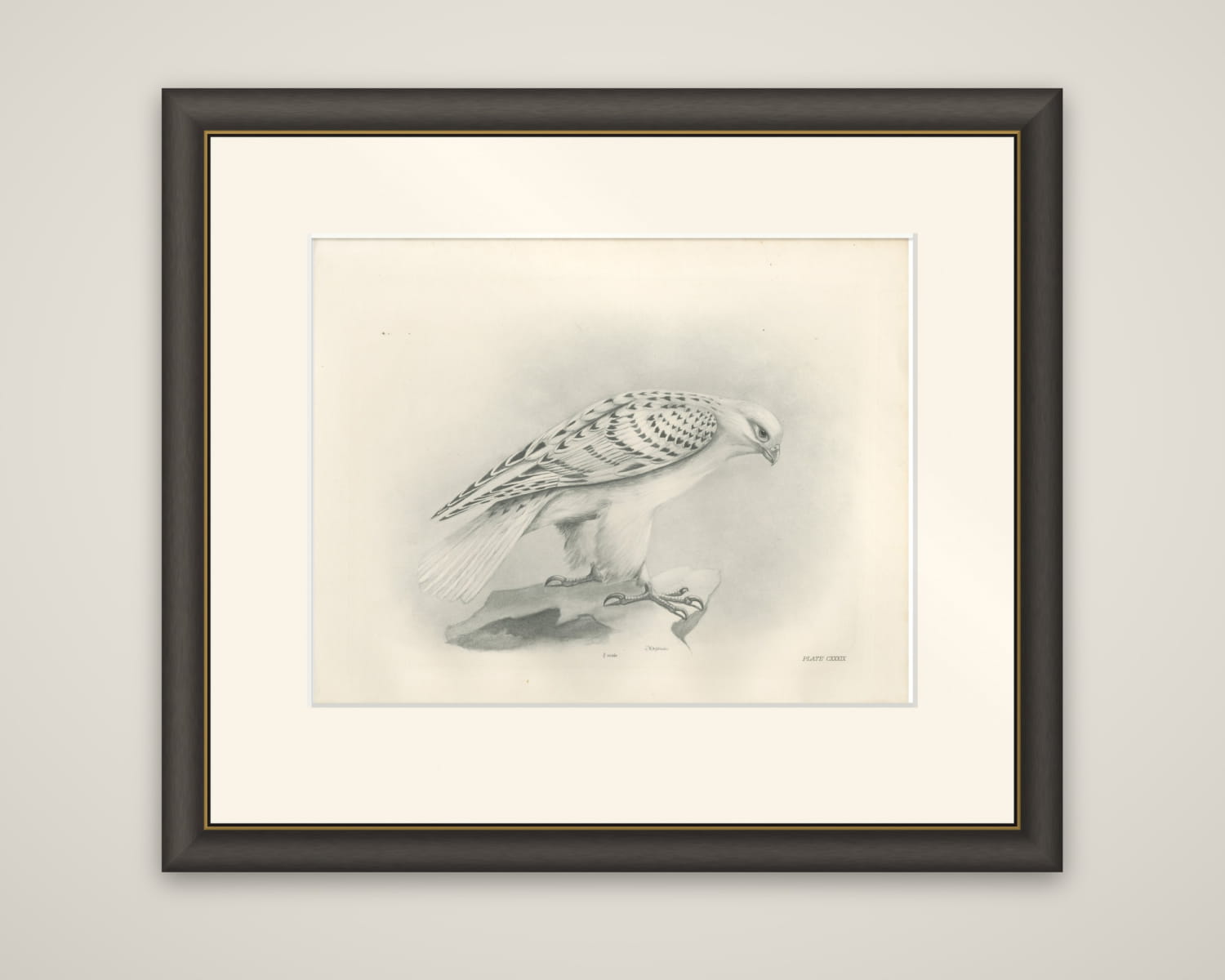 Antique Greenland Gyrfalcon Bird Print by Lilian M. Medland, circa 1908