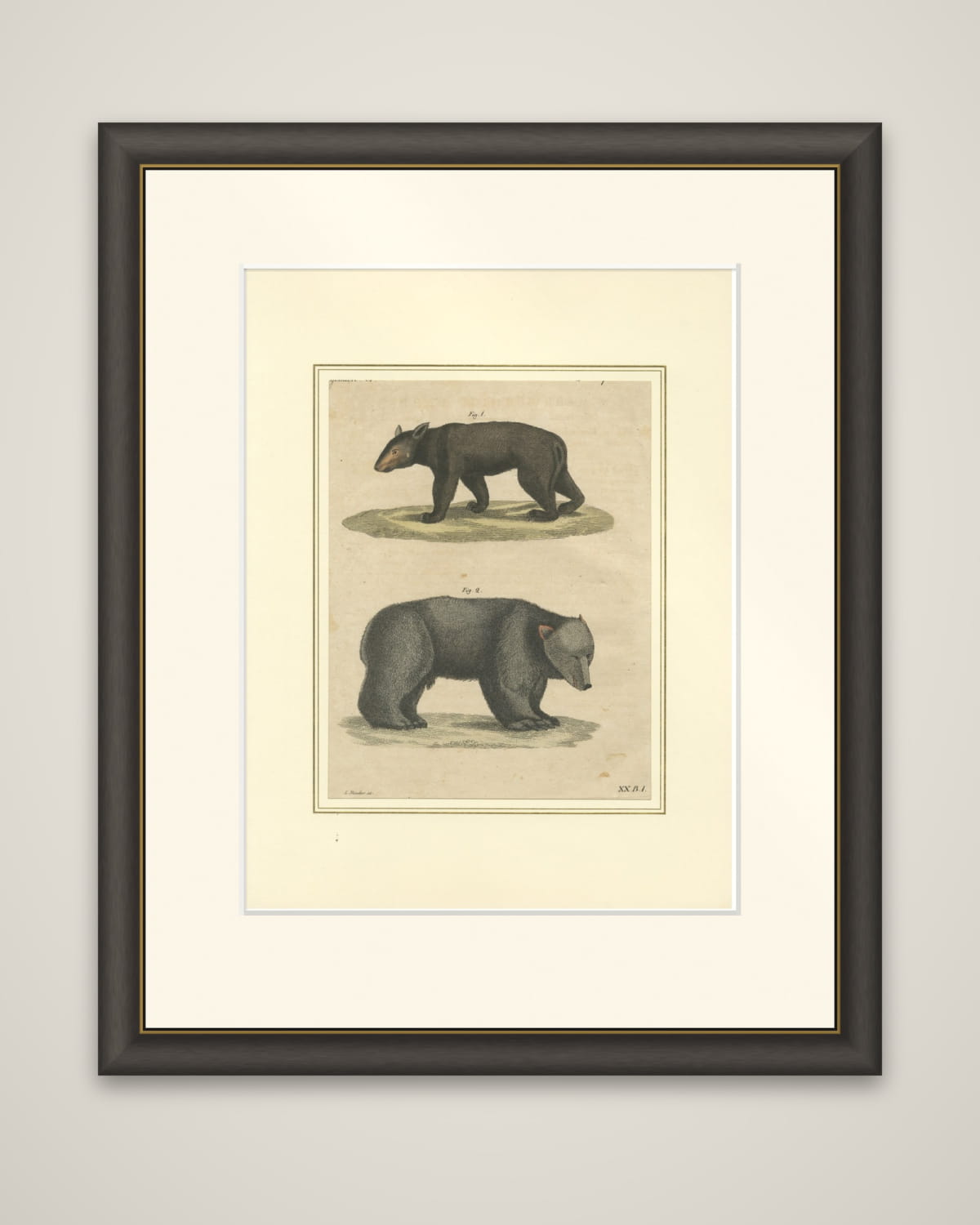 Antique Tapir & Bear Zoological Engraving – Bertuch, c. 1800