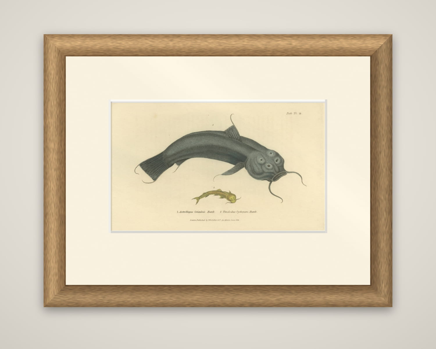 Antique Print with Hand Coloring of Catfish species