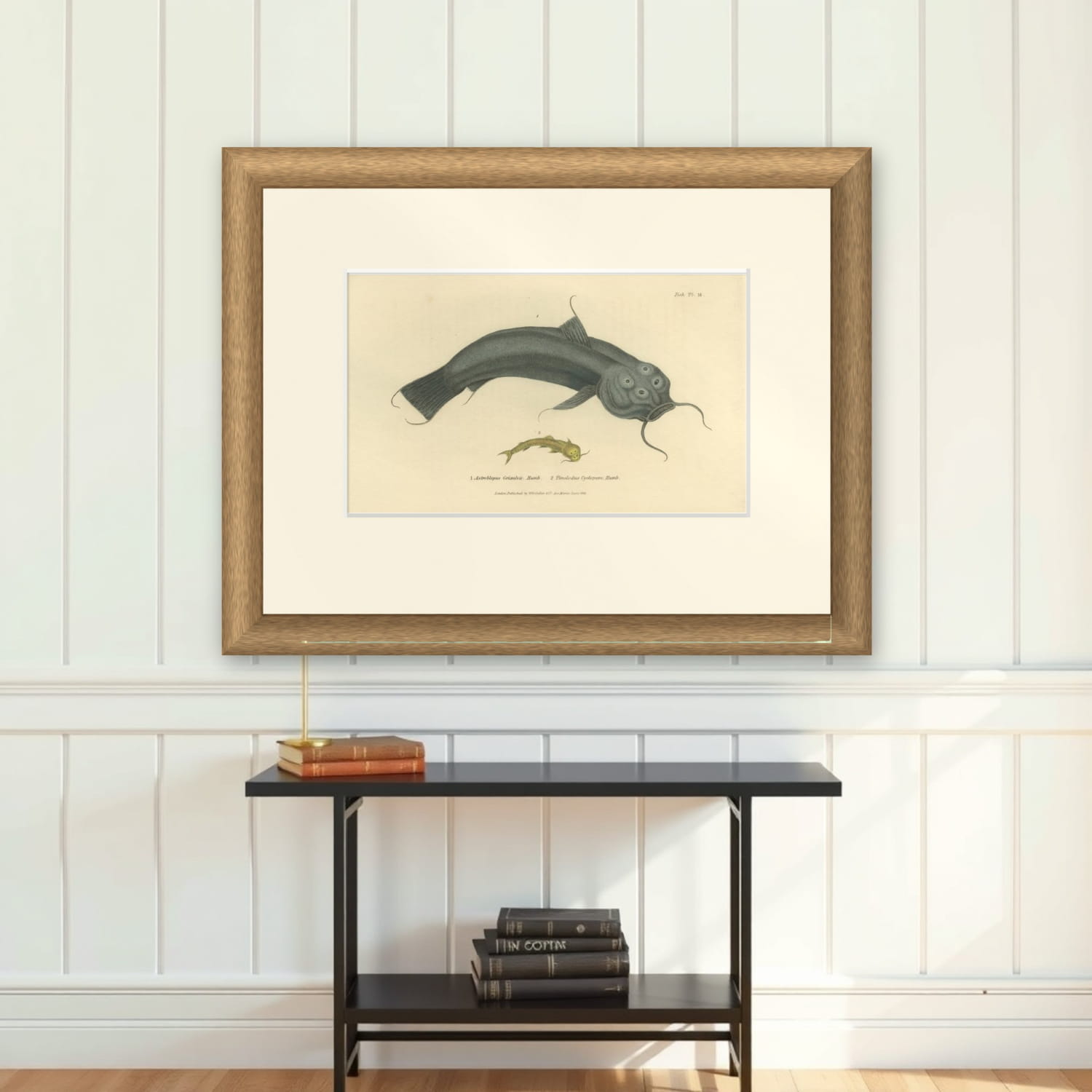 Antique Print with Hand Coloring of Catfish species