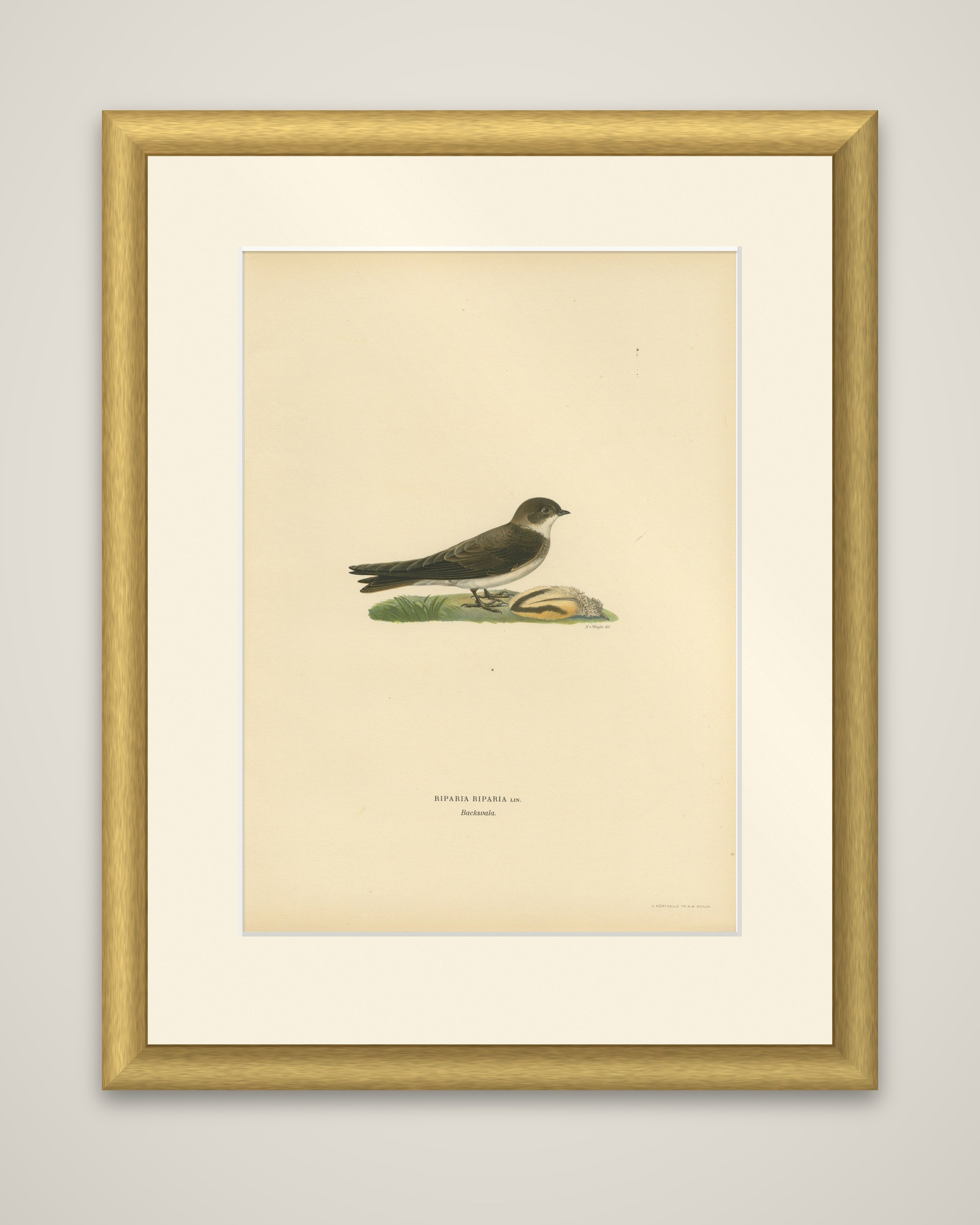 Riparia Riparia - Hand-colored Sand Martin Lithograph by M. von Wright, 1927